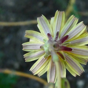 Photographie n°2214929 du taxon Lactuca serriola L. [1756]