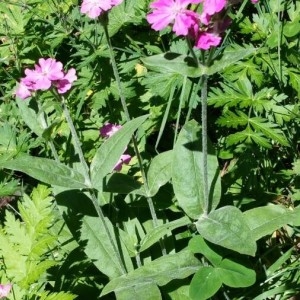 Photographie n°2214936 du taxon Lychnis flos-jovis (L.) Desr. [1792]