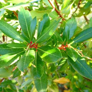 Photographie n°2215008 du taxon Arbutus unedo L. [1753]