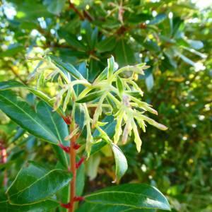 Photographie n°2215009 du taxon Arbutus unedo L. [1753]