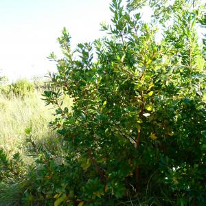 Photographie n°2215010 du taxon Arbutus unedo L. [1753]