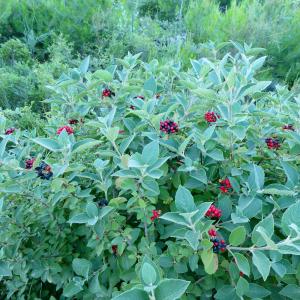 Photographie n°2215014 du taxon Viburnum lantana L. [1753]