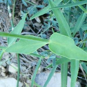 Photographie n°2215023 du taxon Euphorbia serrata L. [1753]