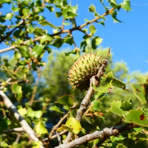 Photographie n°2215025 du taxon Quercus coccifera L. [1753]