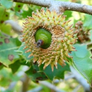 Photographie n°2215026 du taxon Quercus coccifera L. [1753]