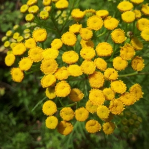 Photographie n°2215363 du taxon Tanacetum vulgare L. [1753]
