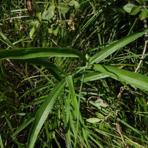 Photographie n°2215404 du taxon Ranunculus lingua L. [1753]