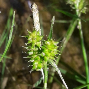 Photographie n°2215563 du taxon Carex viridula Michx. [1803]