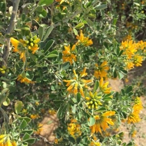 Photographie n°2215576 du taxon Medicago arborea L. [1753]