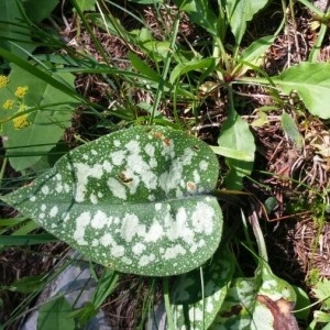 Photographie n°2215582 du taxon Pulmonaria saccharata Mill. [1768]