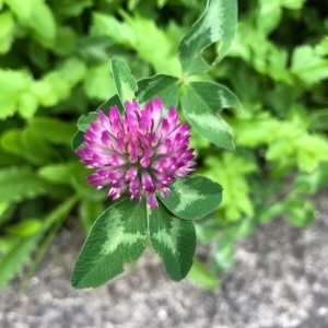 Photographie n°2215591 du taxon Trifolium pratense L. [1753]