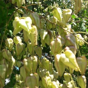 Photographie n°2215616 du taxon Koelreuteria paniculata Laxm. [1772]