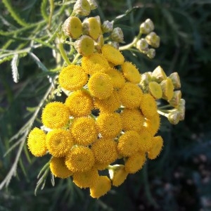 Photographie n°2215621 du taxon Tanacetum vulgare L. [1753]