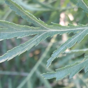 Photographie n°2215622 du taxon Tanacetum vulgare L. [1753]