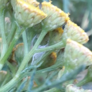 Photographie n°2215624 du taxon Tanacetum vulgare L. [1753]