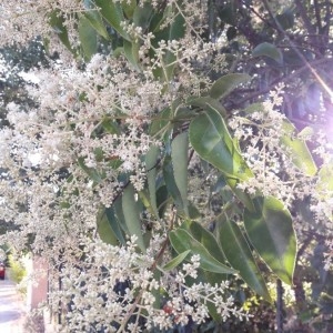 Photographie n°2215700 du taxon Ligustrum lucidum W.T.Aiton [1810]