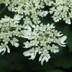 Heracleum pyrenaicum Lam. (Berce de Pollini)