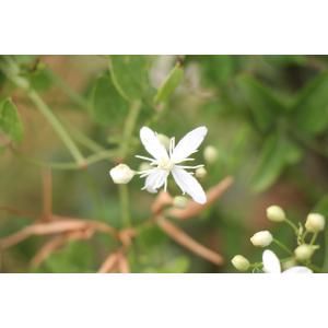 Clematis recta L. (Clématite dressée)