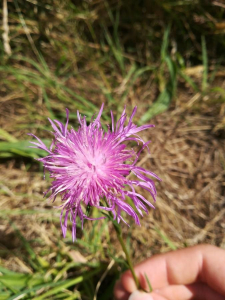 Hugo Souetre, le  4 juillet 2018 (Carnac)