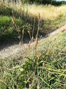 Hugo Souetre, le 18 juillet 2018 (Carnac)