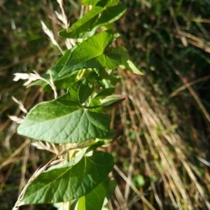 Photographie n°2215897 du taxon Convolvulus sepium L. [1753]