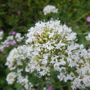 Photographie n°2215971 du taxon Centranthus ruber (L.) DC. [1805]