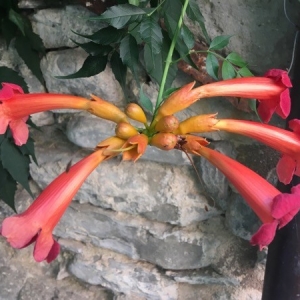 Photographie n°2215999 du taxon Campsis radicans (L.) Bureau [1864]