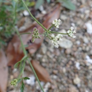 Photographie n°2216030 du taxon Torilis du Japon