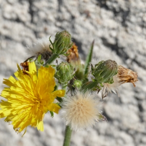 Photographie n°2216046 du taxon Picris fausse-épervière