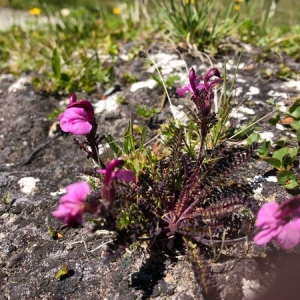 Photographie n°2216050 du taxon Pedicularis kerneri Dalla Torre [1882]