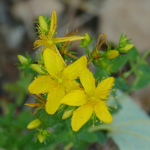 Photographie n°2216057 du taxon Hypericum perforatum L. [1753]