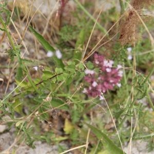 Photographie n°2216095 du taxon Origanum vulgare L. [1753]