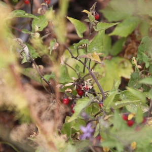 Photographie n°2216107 du taxon Solanum dulcamara L. [1753]