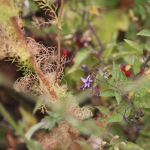 Photographie n°2216108 du taxon Solanum dulcamara L. [1753]