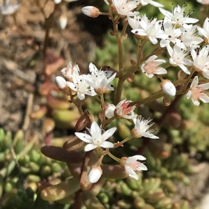 Photographie n°2216126 du taxon Sedum album L. [1753]