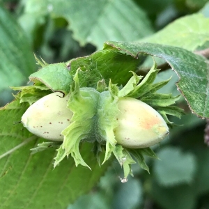 Photographie n°2216142 du taxon Corylus avellana L. [1753]