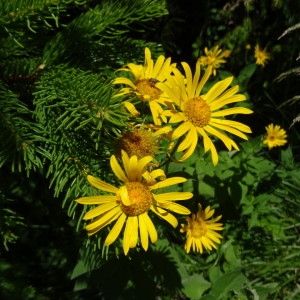 Photographie n°2216160 du taxon Doronicum austriacum Jacq. [1774]