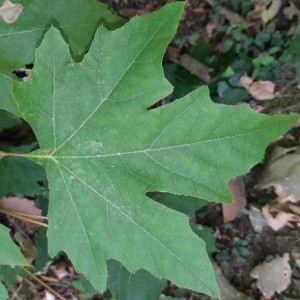 Photographie n°2216184 du taxon Platanus x hispanica Mill. ex Münchh. [1770]