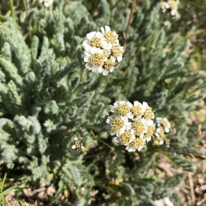 Achillea lanata Lam. (Achillée naine)