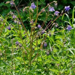 Photographie n°2216217 du taxon Aquilegia vulgaris L. [1753]