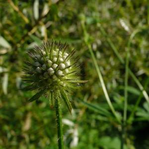 Photographie n°2216241 du taxon Dipsacus pilosus L.