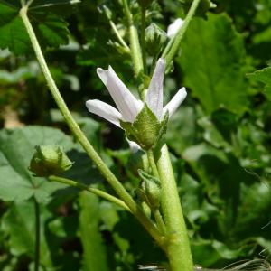 Photographie n°2216242 du taxon Malva neglecta Wallr.