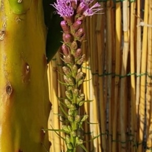 Photographie n°2216264 du taxon Liatris spicata (L.) Willd. [1802]