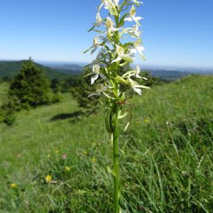 Photographie n°2216316 du taxon Platanthera bifolia (L.) Rich. [1817]