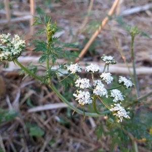 Photographie n°2216338 du taxon Aethusa cynapium L. [1753]