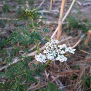 Photographie n°2216339 du taxon Aethusa cynapium L. [1753]