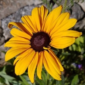 Photographie n°2216349 du taxon Rudbeckia hirta L. [1753]