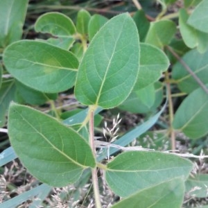 Photographie n°2216354 du taxon Lonicera japonica Thunb. [1784]