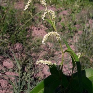 Photographie n°2216367 du taxon Persicaria lapathifolia (L.) Delarbre [1800]
