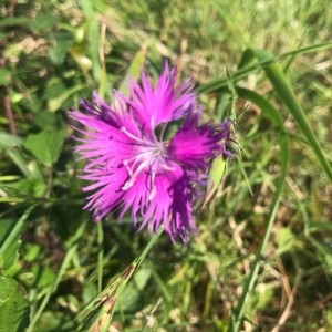 Photographie n°2216372 du taxon Dianthus hyssopifolius L. [1755]